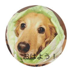 [LINEスタンプ] 可愛いマメ犬