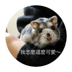 [LINEスタンプ] chubby dwarf hamster