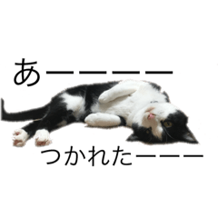 [LINEスタンプ] 空次郎猫