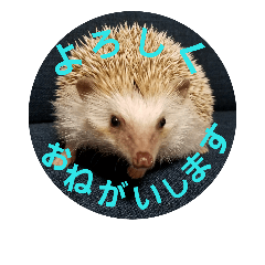 [LINEスタンプ] Hedgehog KOTAROU