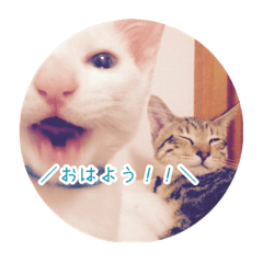 [LINEスタンプ] ゆるい3猫スタンプ