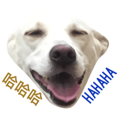 [LINEスタンプ] 3dogs daily life