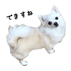 [LINEスタンプ] 元保護犬チワワのエース