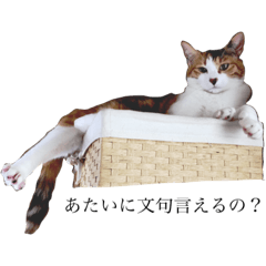 [LINEスタンプ] みけねことそのた