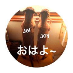 [LINEスタンプ] 愛犬の関西弁スタンプ~その1