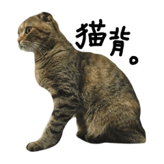 [LINEスタンプ] 使えそうな猫