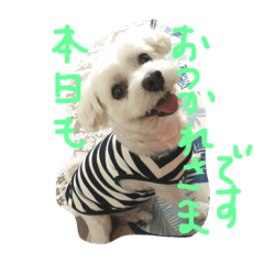 [LINEスタンプ] momo sticker1