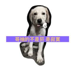 [LINEスタンプ] doglive