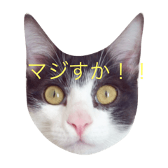 [LINEスタンプ] コロスケと愉快な仲間たち