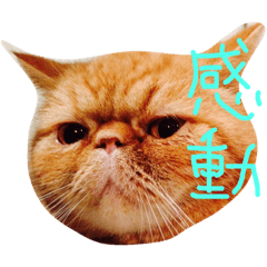 [LINEスタンプ] 猫ブラザーズ