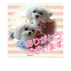 [LINEスタンプ] かわいいマルチーズ姉妹プクと桃