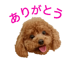 [LINEスタンプ] トイプーぴの 2