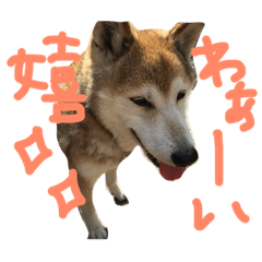 [LINEスタンプ] 柴犬 空