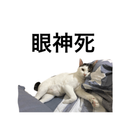 [LINEスタンプ] mix cat yuan yuan life-2