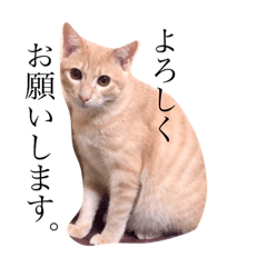 [LINEスタンプ] きなこだよ！