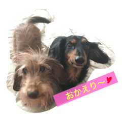 [LINEスタンプ] Waiting dogs