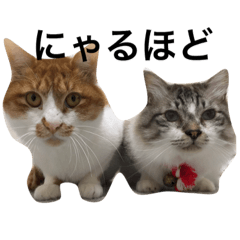 [LINEスタンプ] NO CAT！ NO LIFE！