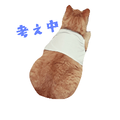 [LINEスタンプ] 茶とら