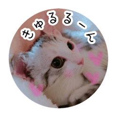 [LINEスタンプ] 子猫のうにといくらpart2