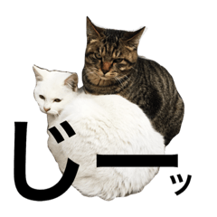 [LINEスタンプ] 毎日癒し猫+あんず