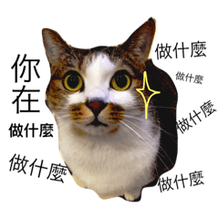 [LINEスタンプ] Tapioca ball Cat