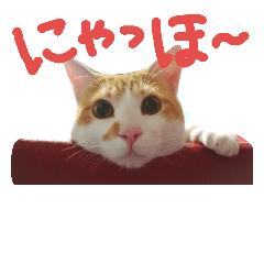 [LINEスタンプ] チョコ猫