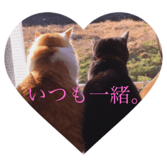 [LINEスタンプ] 猫です。のん王子andあんず姫