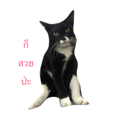 [LINEスタンプ] The Cat, Sockmmeow 2