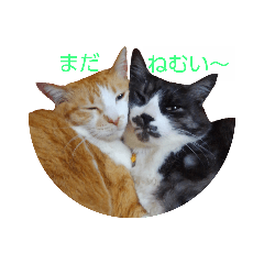 [LINEスタンプ] 寝るのが好きな仲良し猫