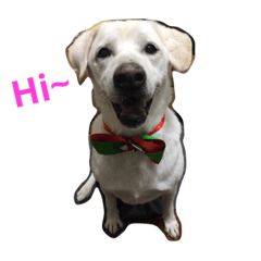 [LINEスタンプ] Hungry2dog