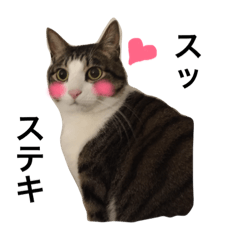 [LINEスタンプ] YOTSUBA the cat NEW