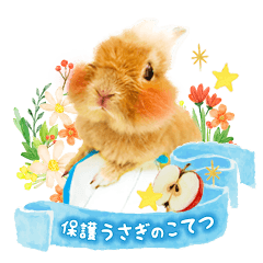 [LINEスタンプ] 保護うさぎのこてつ 実写スタンプ