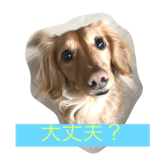 [LINEスタンプ] ミニチュアダックスのメルちゃん