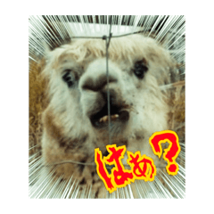 [LINEスタンプ] 写実的なアルパカ