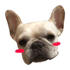 [LINEスタンプ] Adorable frenchbulldog