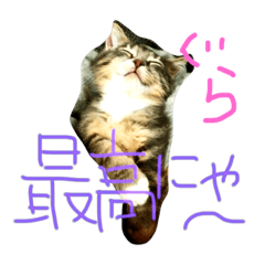 [LINEスタンプ] 猫ぐらーし