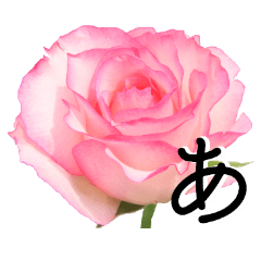 [LINEスタンプ] 感謝の気持ちに花を♪バラ・セット2
