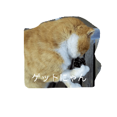 [LINEスタンプ] たろう猫のスタンプ