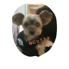 [LINEスタンプ] ヨーキー看板犬虎孫と虎銀2