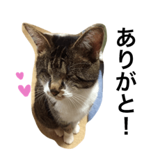 [LINEスタンプ] かるちゃんスタンプ