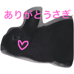 [LINEスタンプ] 実写版うさぎのサチヲ