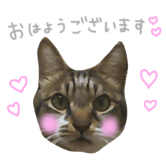 [LINEスタンプ] 我が家の動物達❷