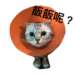 [LINEスタンプ] Sweet love Cat