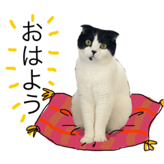 [LINEスタンプ] はちわれ音ちゃん