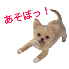 [LINEスタンプ] チワワのふーちゃん