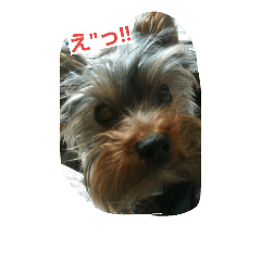 [LINEスタンプ] ヨーキー看板犬虎孫と虎銀