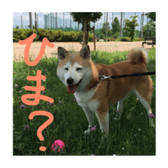 [LINEスタンプ] 柴犬 菊姫ばあさん