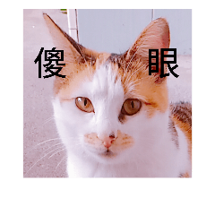 [LINEスタンプ] Cat~Momo