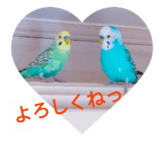 [LINEスタンプ] セキセイインコのマリン＆パル