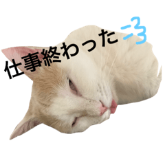 [LINEスタンプ] ねこ's